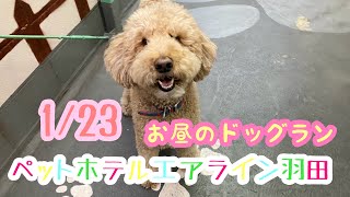 1/23お昼☀️ワンちゃんドッグラン〜猫ちゃん〜のご様子です♪羽田空港近くのペットホテルエアライン羽田にご宿泊中のペットちゃん達です♡