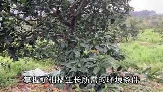 学会掌握柑橘生长所需的环境条件，你才能种好柑橘