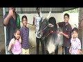 திருச்சியில் ஜல்லிக்கட்டு காளைகளுக்கு தீவிரப் பயிற்சி jallikattu trichy captain jallikattu kaalai