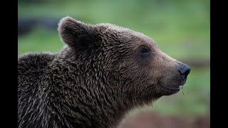 Very big Finnish brown bear (Karhu), in Finnish wilderness