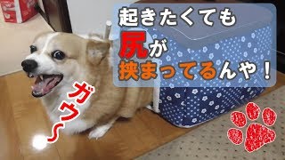 ☆第３話☆不良以上に寝起きでキレる犬！【コーギーチロ】