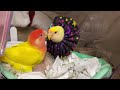 230307【花々赤ちゃん15日目】子育て　小桜インコ　我が家の天使たち7羽