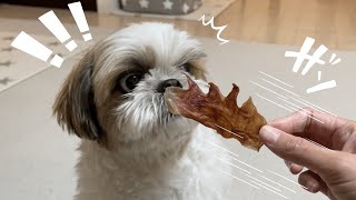 【シーズー】ばぁばに”おすそわけ凸”したら帰りに斬新なお土産くれたwww【犬Vlog】