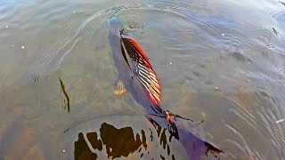 What a Beautiful Fish:Winter Trophy Grayling