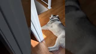 Husky screaming