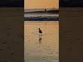 beach BIRD IN SURF at sunrise ocean waves nature