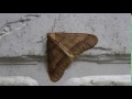 moth　クロスジフユエダシャク　00192