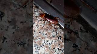 Cockroach 🦗🦗🦗 #cockroach #viralvideo #youtubeshorts #shortsvideo #shorts