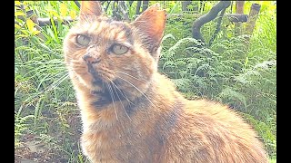 【ねこ日常系】ガス屋さんのお仕事終わるの待ってる。家に入れないです【猫と日本の庭】