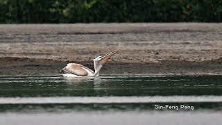 卷羽鵜鶘/Dalmatian Pelican