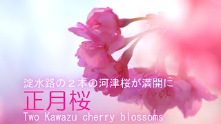 「正月桜」淀水路の２本の河津桜が満開に　京都市伏見区　2020　Two Kawazu cherry blossoms in full bloom,in Kyoto Japan