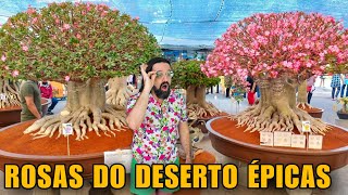 ROSAS DO DESERTO surpreendentes que você não vai acreditar que existem