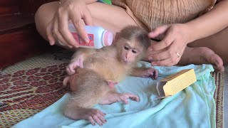 Monkey David had a butt ulcer and asked Mom for help to apply medicine