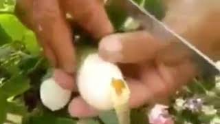 முட்டை காய்க்கும் மரம்|Egg can produce in plant|A plant produce Egg proved|Egg plant|Travelling sold