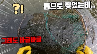 찢어먹었던 통발을 손질하러 왔는데 찢어져도 바글바글 잡힌 통발!