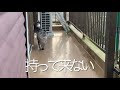 ボールを投げてと誘ってくる猫‼️