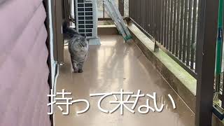 ボールを投げてと誘ってくる猫‼️