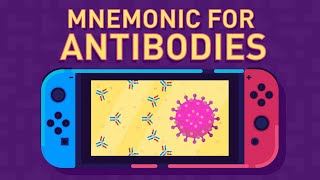 Antibodies and Their Function