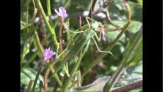 Sickle-bearing Bush Cricket Phaneroptera falcata