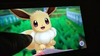 Chloe The Eevee Loves To Be Petted