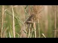 birds of sultanpur national park india