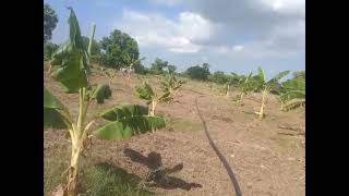 வா17 பணம் கொட்டும் வாழை சாகுபடி |Banana Cultivation| நடவு முதல் அறுவடை வரை|பராமரிப்பு|#Gnanaprakasam