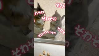 猫はウシガエル食べるの？🐸