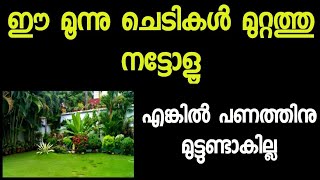 വീടിനുള്ളിലും പുറത്തും വച്ചാൽ ഐശ്വര്യം കൊണ്ട് വരുന്ന ഈ ചെടികളെ കുറിച്ച് നമുക്കൊന്നറിയാം|