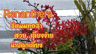 Renanthera รีแนนเทอร่า สวยเลี้ยงง่ายน่าปลูกเลี้ยง( กล้วยไม้สกุลรีแนนเทอร่า)