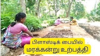 மரக்கன்று வளர்ப்பு முறை