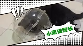 【小黑猫警长日记53】吃猫鼠来了！快点戴上防毒面具！