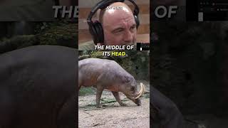 The Crazy Indonesian 'Deer Pig' - Joe Rogan