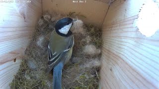 Kjøttmeis fullfører reir // Great tit completes nest - April 25th-May 4th, 2023