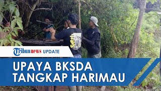 Harimau Mangsa Kerbau Warga di Agam, BKSDA Berupaya Tangkap, Pasang 2 Perangkap Kambing dan Anjing