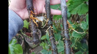 Enraciner des boutures de figuier dans l'eau|Rooting fig cuttings in water|تجذير عقل التين في الماء