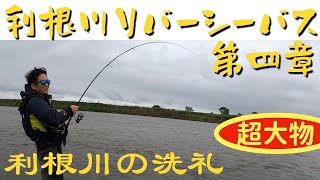 【釣】利根川リバーシーバス第四章・GT童貞初の利根川で洗礼を浴びる #シーバス #リバーシーバス #アンタレスDC #Gクラフト #清流シーバス #ベイトキャスティング