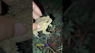 Toads viral video | Prank frogs for you laugh #shortvideo | MUNGKUL SEN