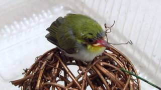 2015.08.07蘇迪勒颱風天迷路的綠繡眼幼鳥小綠綠飼養第一天外面風雨 交加MVI 3018