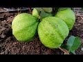 taiwan guava fruit harvesting taiwan guava farming taiwan guava cultivation yield of guava