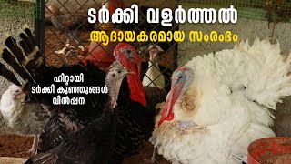 ടർക്കി കോഴി വളർത്തൽ | വീട്ടുവളപ്പില്‍ ലളിതവും ലാഭകരവുമായ ടർക്കി കോഴി വളർത്തൽ | Turkey Bird Farming