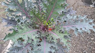 Sowing Of BABYLEAF KALE  RZ