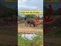 massive bull elephant😳 shortvideo shorts elephant attack tiktok news trending youtube viral