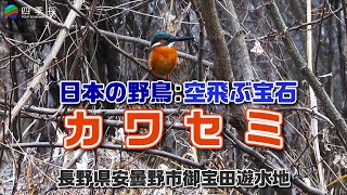 空飛ぶ宝石カワセミ｜日本の野鳥 #カワセミ #かわせみ #野鳥 #日本の野鳥