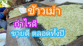 #ข้าวเม่า #ข้าวเม่าโปร #ขายดีตลอดทั้งปี #สินค้าOtop มาเก็บกากข้าวเม่ากันค่ะ