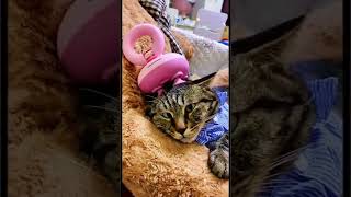 BEST VIDEOS WITH FUNNY CATS | BEST TIK TOK VIDEOS | FUNNY CUTE CATS FUN WITH CATS SELECTION 2022 #66