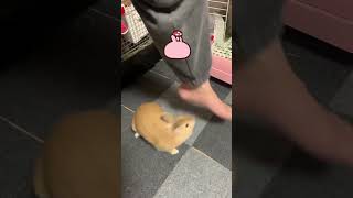 ぐるぐる目が回ります【うさぎ飼育】#うさぎ #ネザーランドドワーフ #ロップイヤー #うさぎ飼育 #bunny #rabbit#うさぎの多頭飼い#うさぎ赤ちゃん