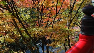 京都の紅葉　泉涌寺山内 今熊野観音寺 #京都の風景　2010年11月29日