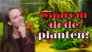 Waarom gaan PLANTEN steeds DOOD na AANKOOP? Overgang Emers-Submers //Nickey//