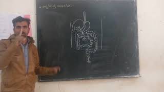 મનુષ્ય નું પાચનતંત્ર કેવી રીતે દોરવું. How to draw human digestive system in gujarati