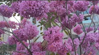 Tabebuia Rosea or Trumpet Tree